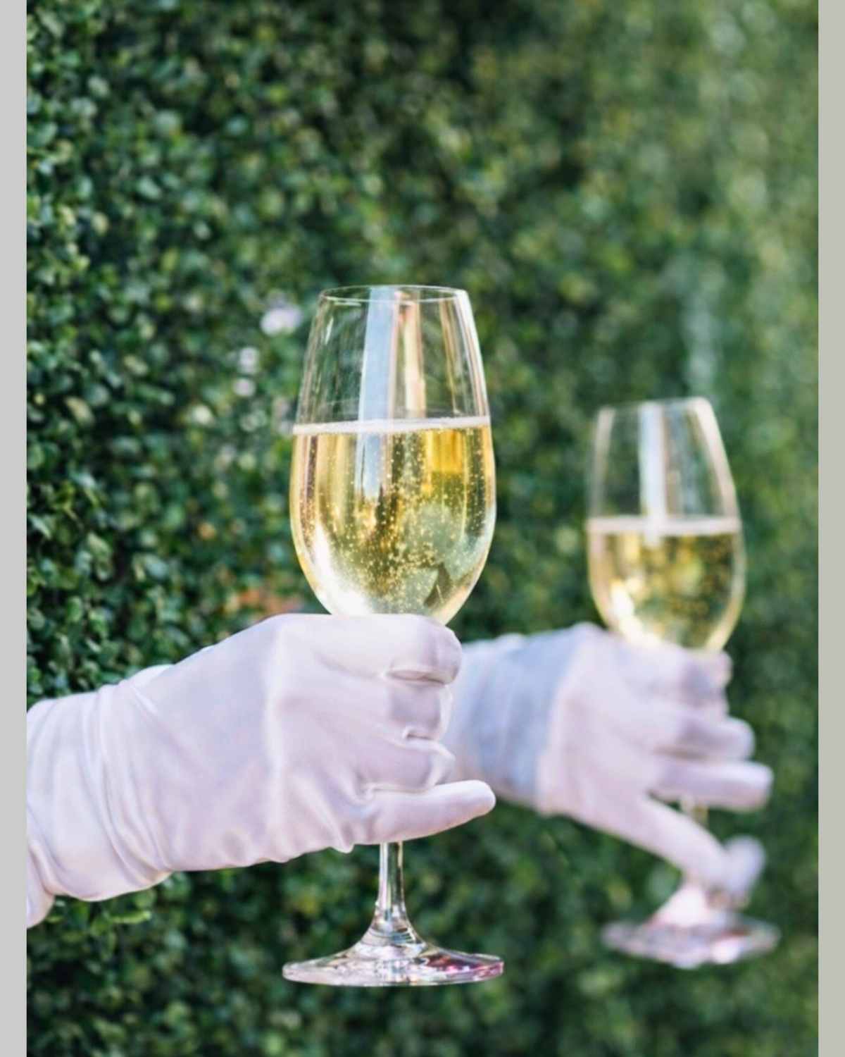 The Hedge Bar - Image 6